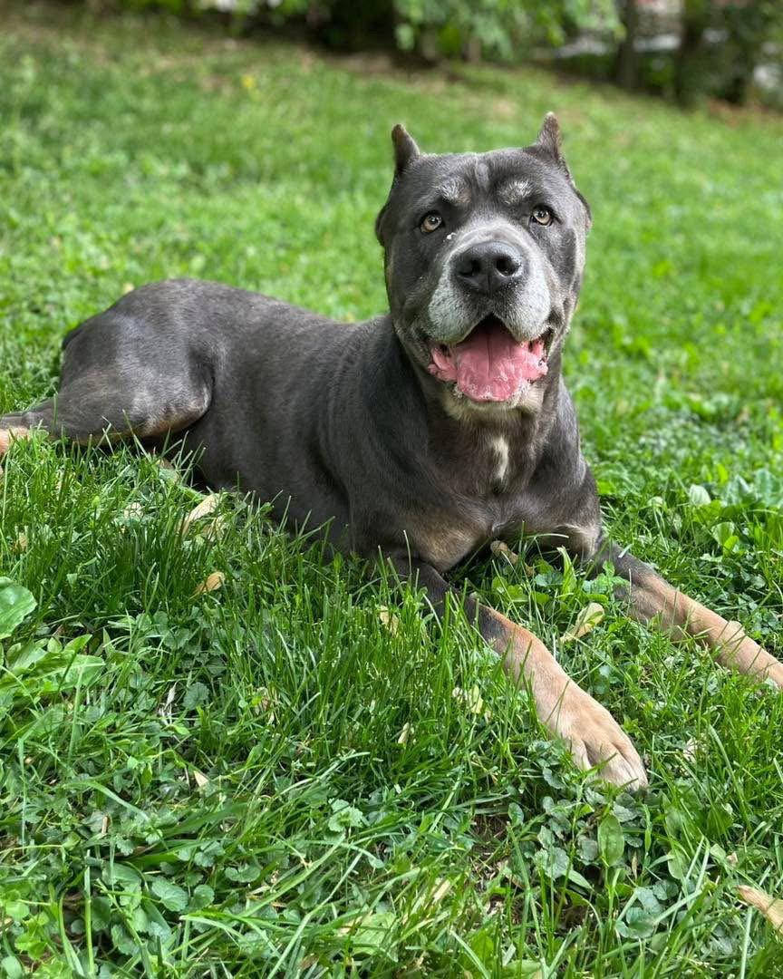 Beneli, a Adopted Cane Corso in Island Lake, IL image 3/3
