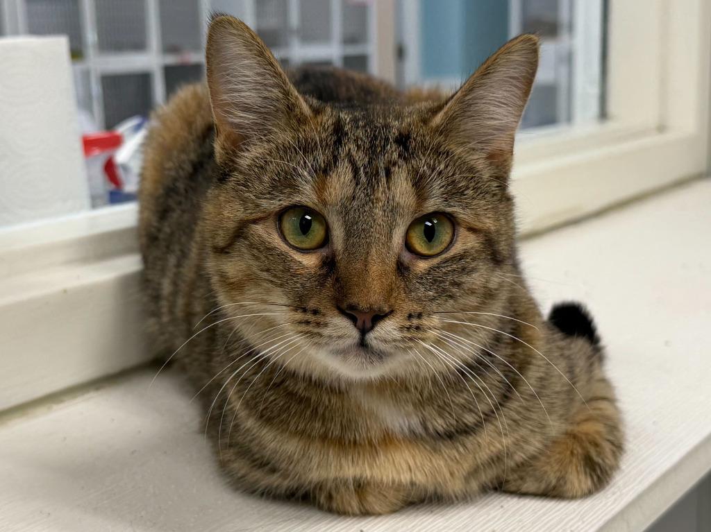 Enlarge Layton, a Adoptable mixed breed in Raleigh, NC image 2/2