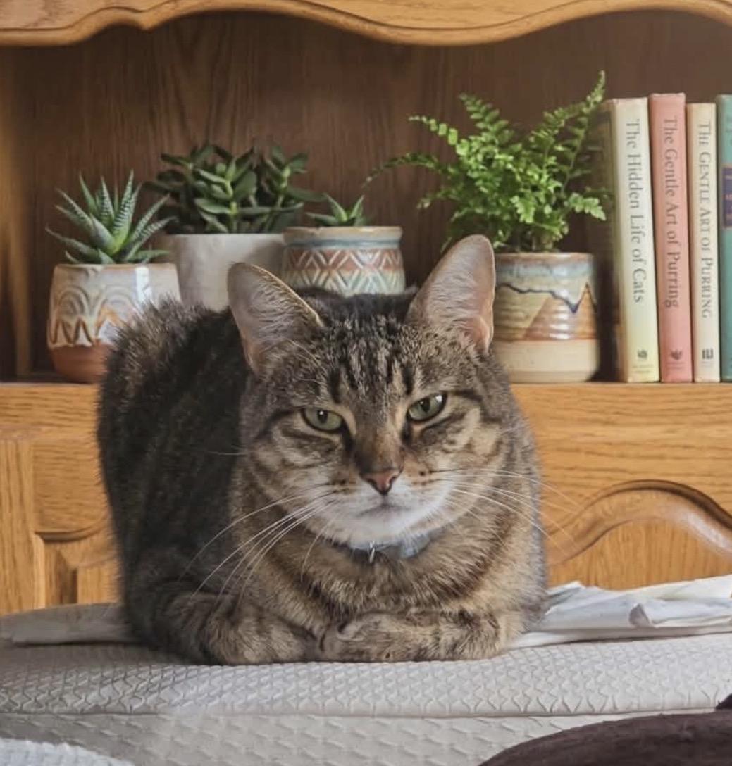 Ivy, ADOPTABLE, Young Female Domestic Short Hair.