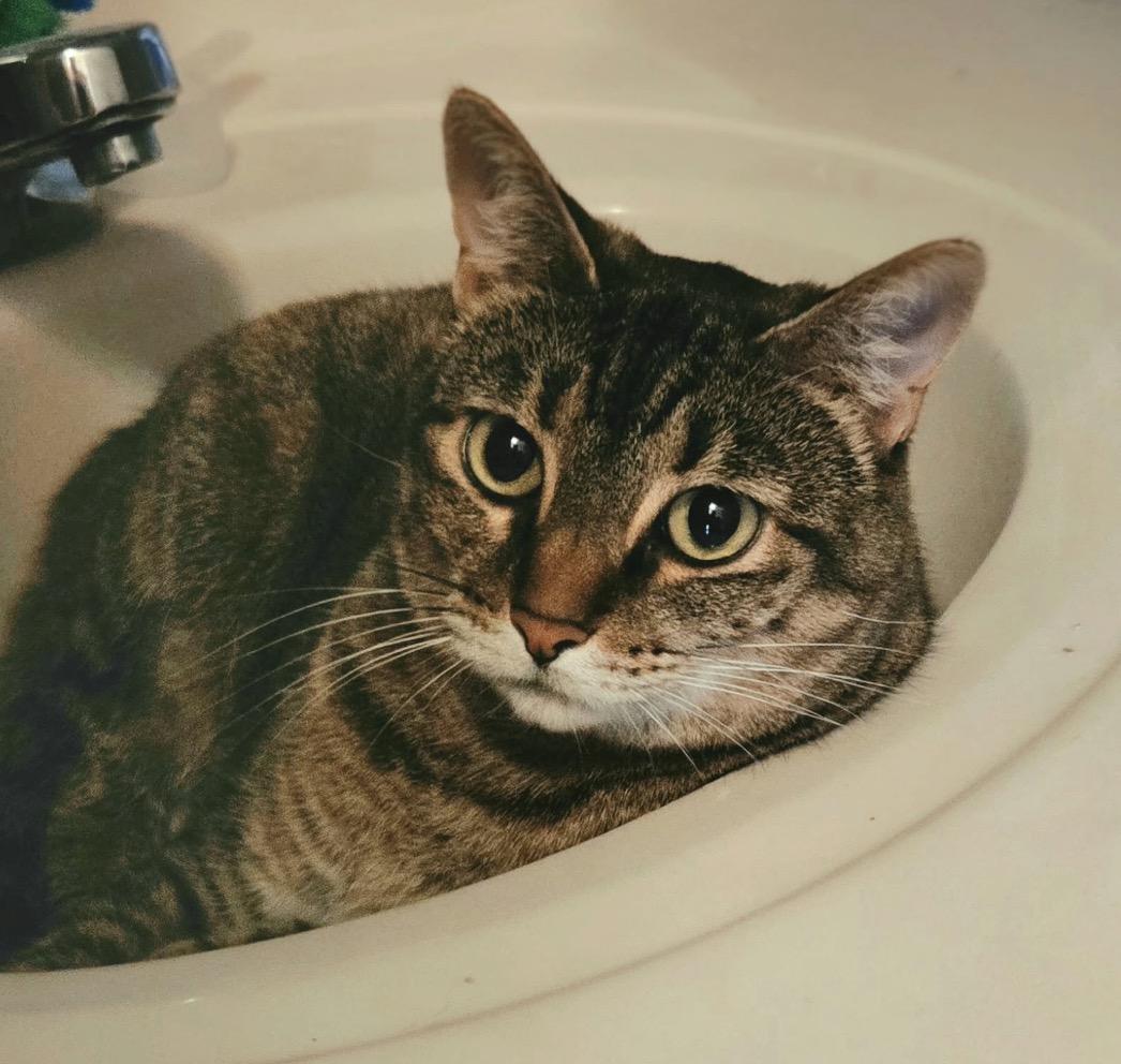 Ivy, Adoptable, Young Female Domestic Short Hair.