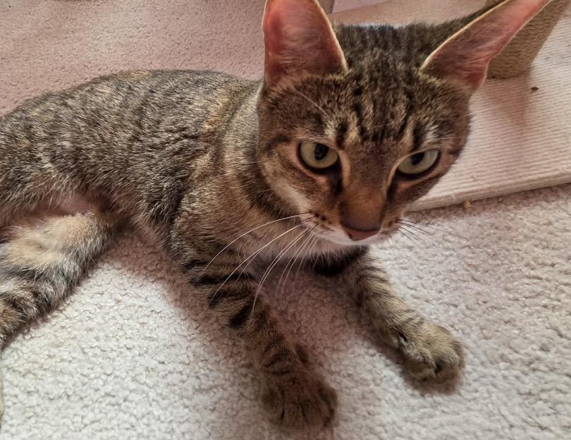 Enlarge Ivy, a ADOPTABLE Domestic Short Hair in Maineville, OH image 2/4