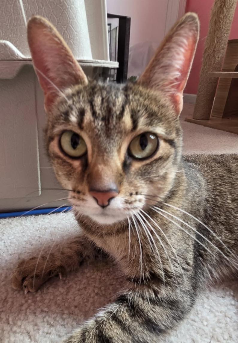 Enlarge Ivy, a ADOPTABLE Domestic Short Hair in Maineville, OH image 3/4