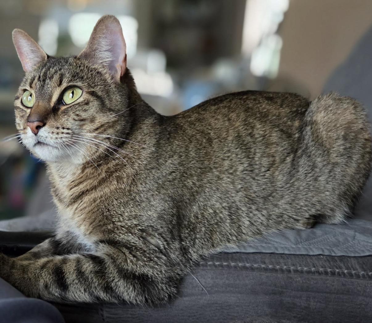 Ivy, a ADOPTABLE Domestic Short Hair in Maineville, OH image 1/5