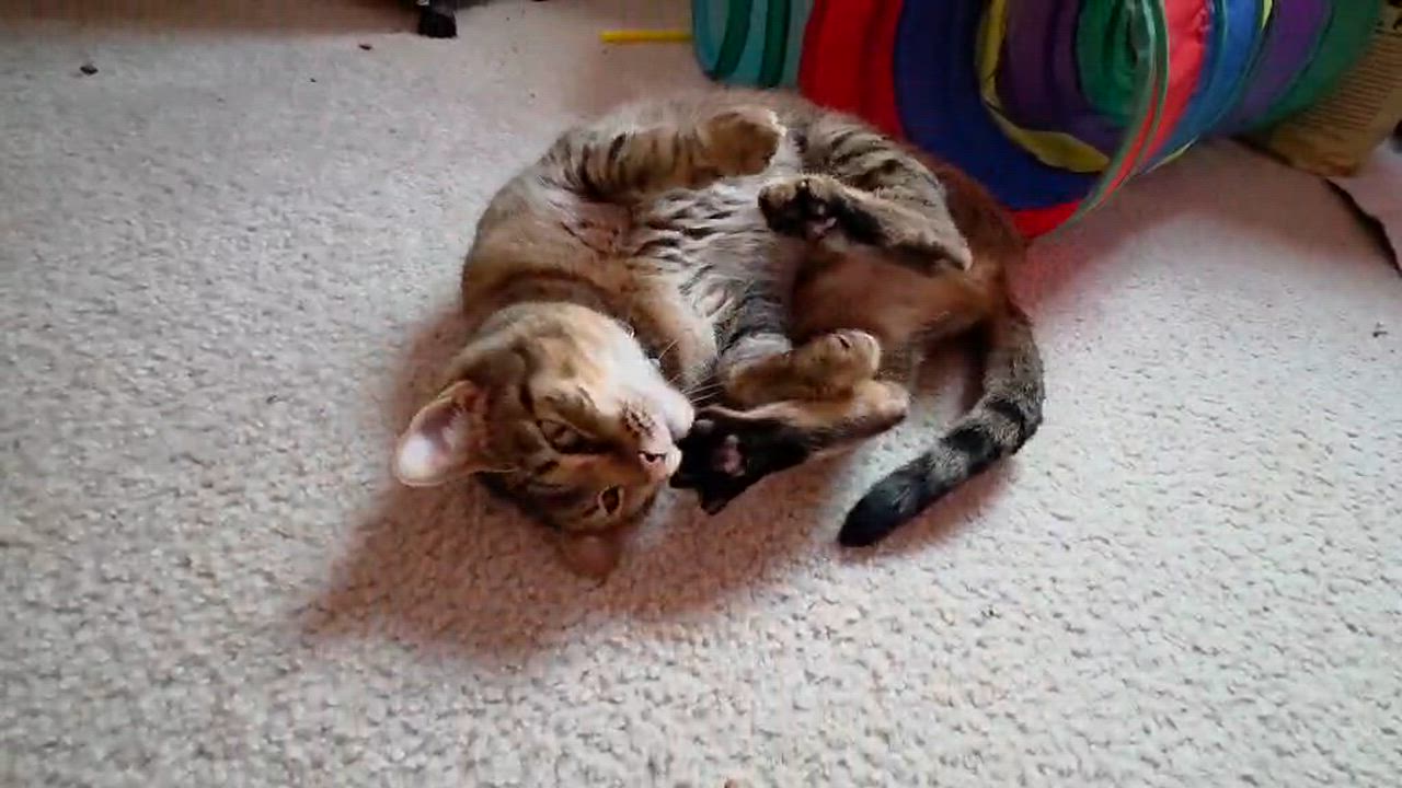 Enlarge Ivy, a ADOPTABLE Domestic Short Hair in Maineville, OH video 4/4