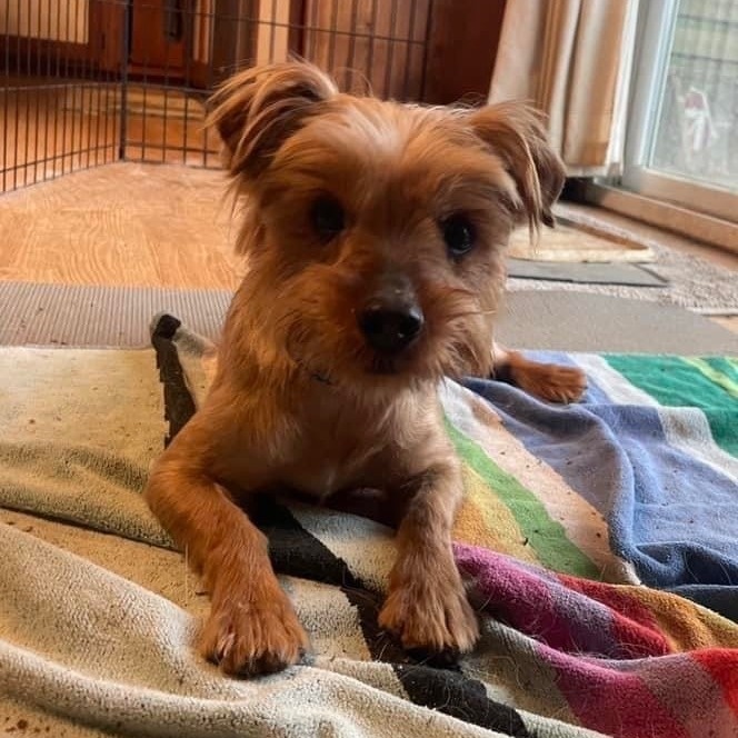 Oscar, Adoptable, Adult Male Yorkshire Terrier.
