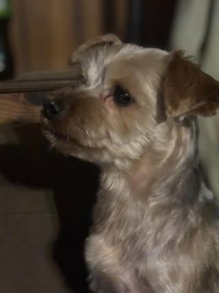 Oscar, a Adoptable Yorkshire Terrier in Watertown, WI image 1/6