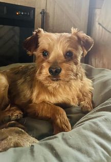 Oscar, Adoptable, Adult Male Yorkshire Terrier.