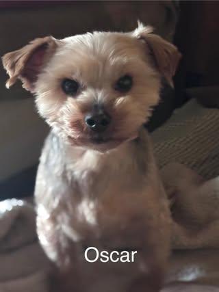 Enlarge Oscar, a Adoptable Yorkshire Terrier in Watertown, WI image 1/6