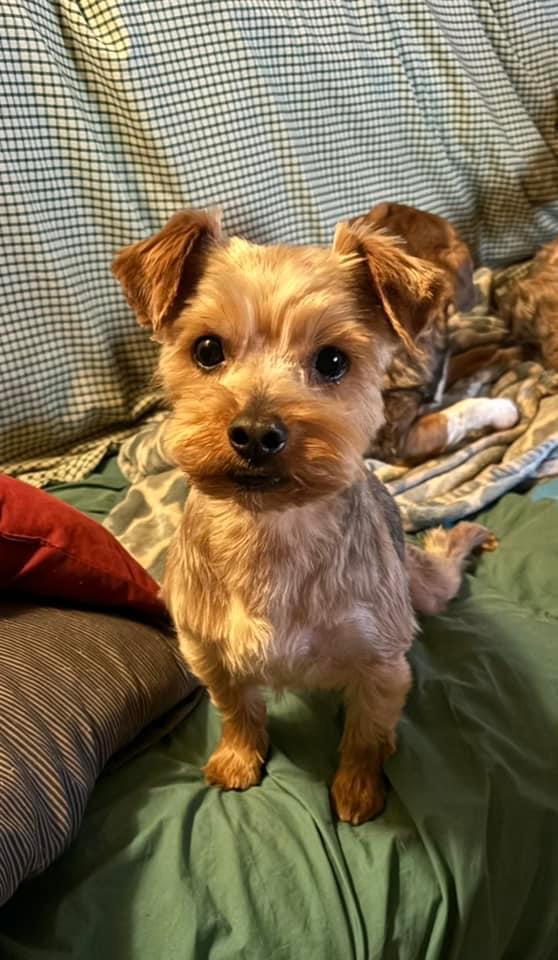 Oscar, Adoptable, Adult Male Yorkshire Terrier.