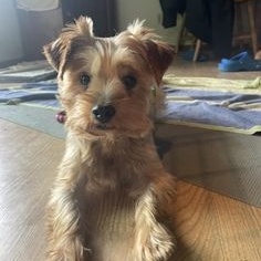 Oscar, a Adoptable Yorkshire Terrier in Watertown, WI image 3/6