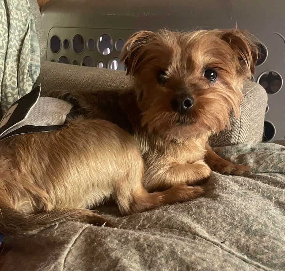 Oscar, a Adoptable Yorkshire Terrier in Watertown, WI image 6/6