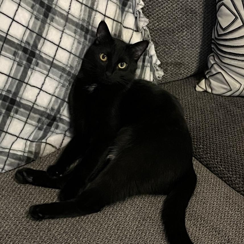 Enlarge Boone, a ADOPTABLE Domestic Short Hair in Bentonville, AR image 3/5