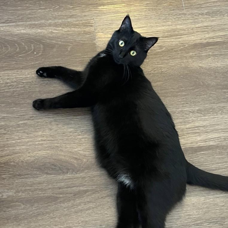 Boone, ADOPTABLE, Adult Male Domestic Short Hair.