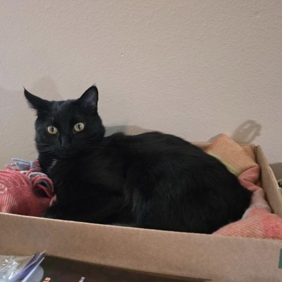 Enlarge Boone, a ADOPTABLE Domestic Short Hair in Bentonville, AR image 4/5