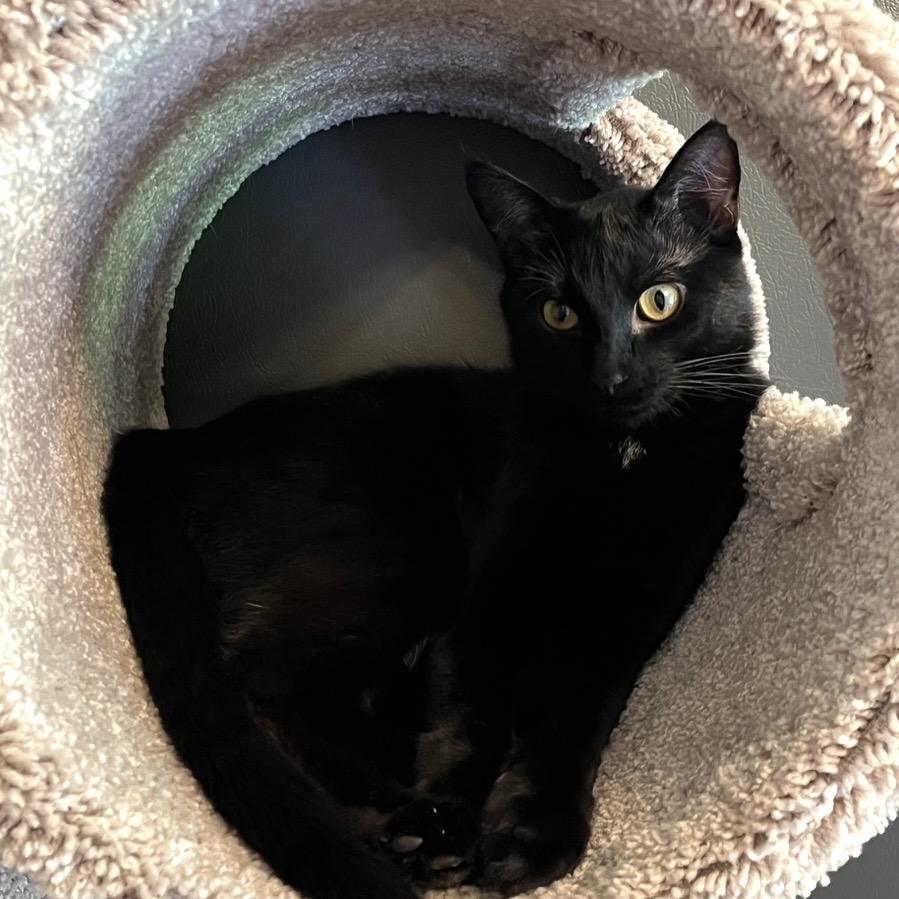 Enlarge Boone, a ADOPTABLE Domestic Short Hair in Bentonville, AR image 2/5