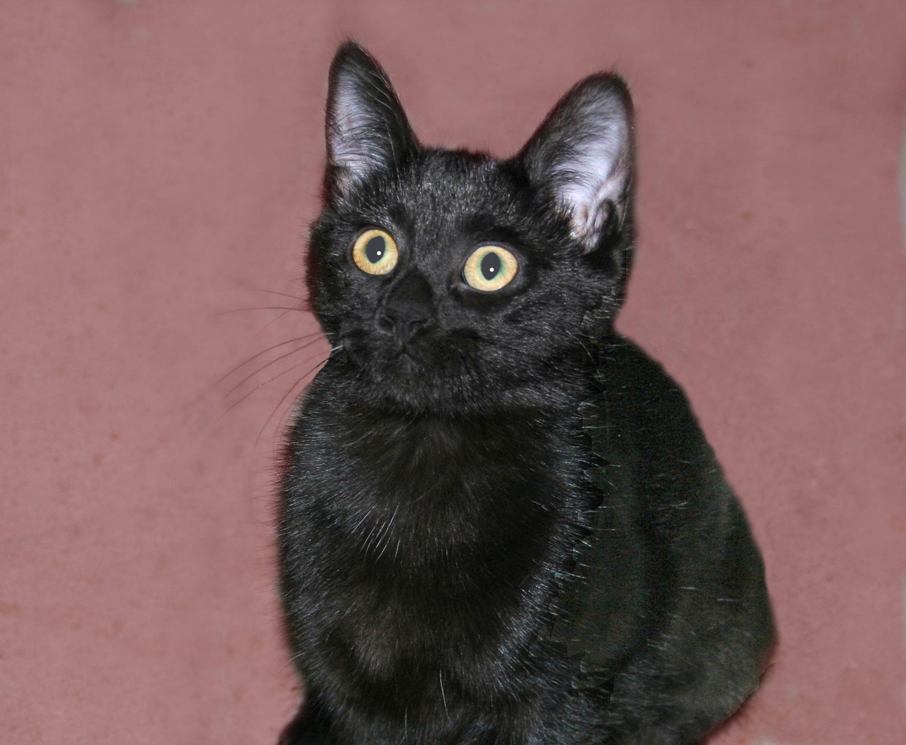 Luz, Adoptable, Kitten Female Domestic Short Hair.