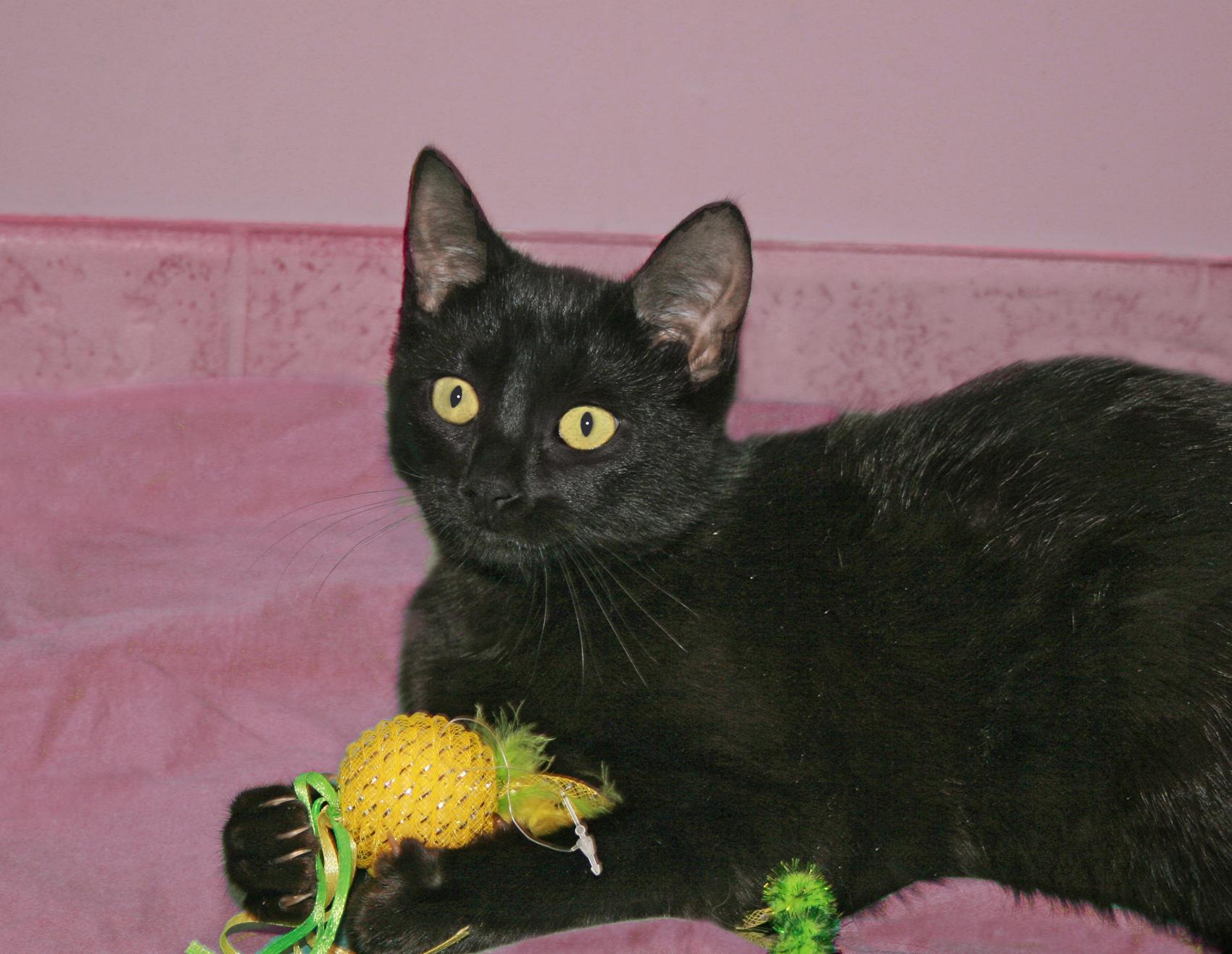 Luz, a Adoptable Domestic Short Hair in Victoria, MN image 2/4