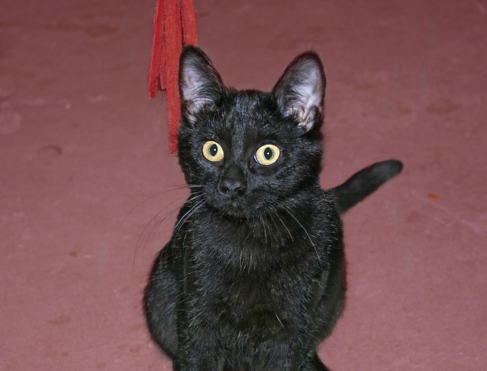 Luz, a Adoptable Domestic Short Hair in Victoria, MN image 3/4