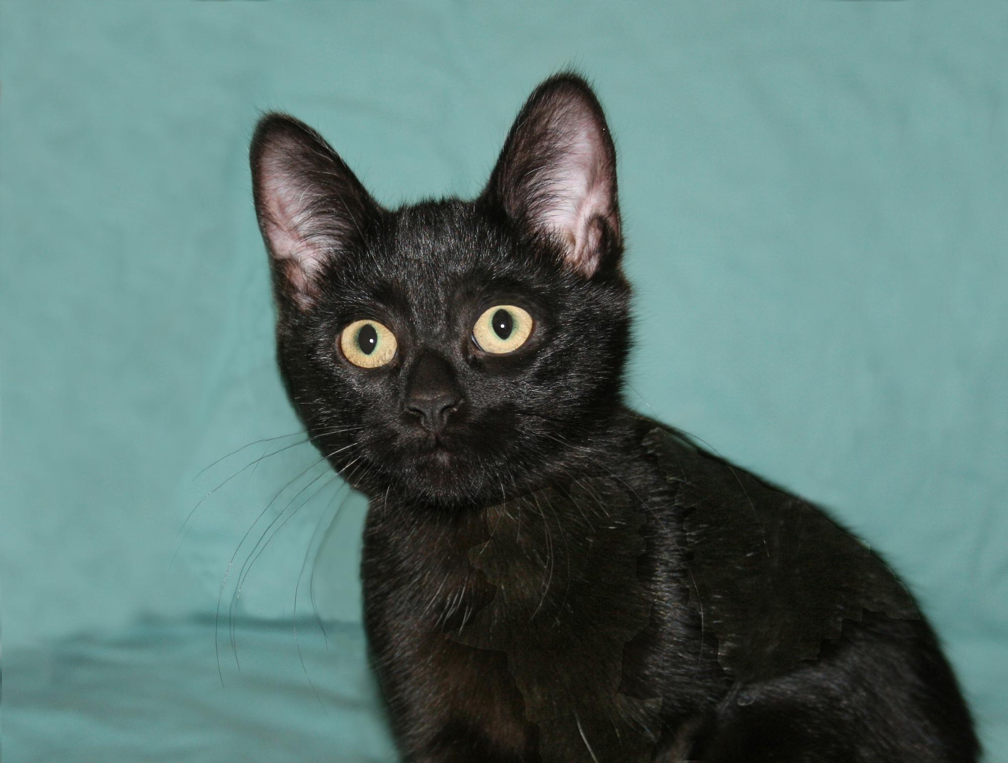Luz, a Adoptable Domestic Short Hair in Victoria, MN image 4/4