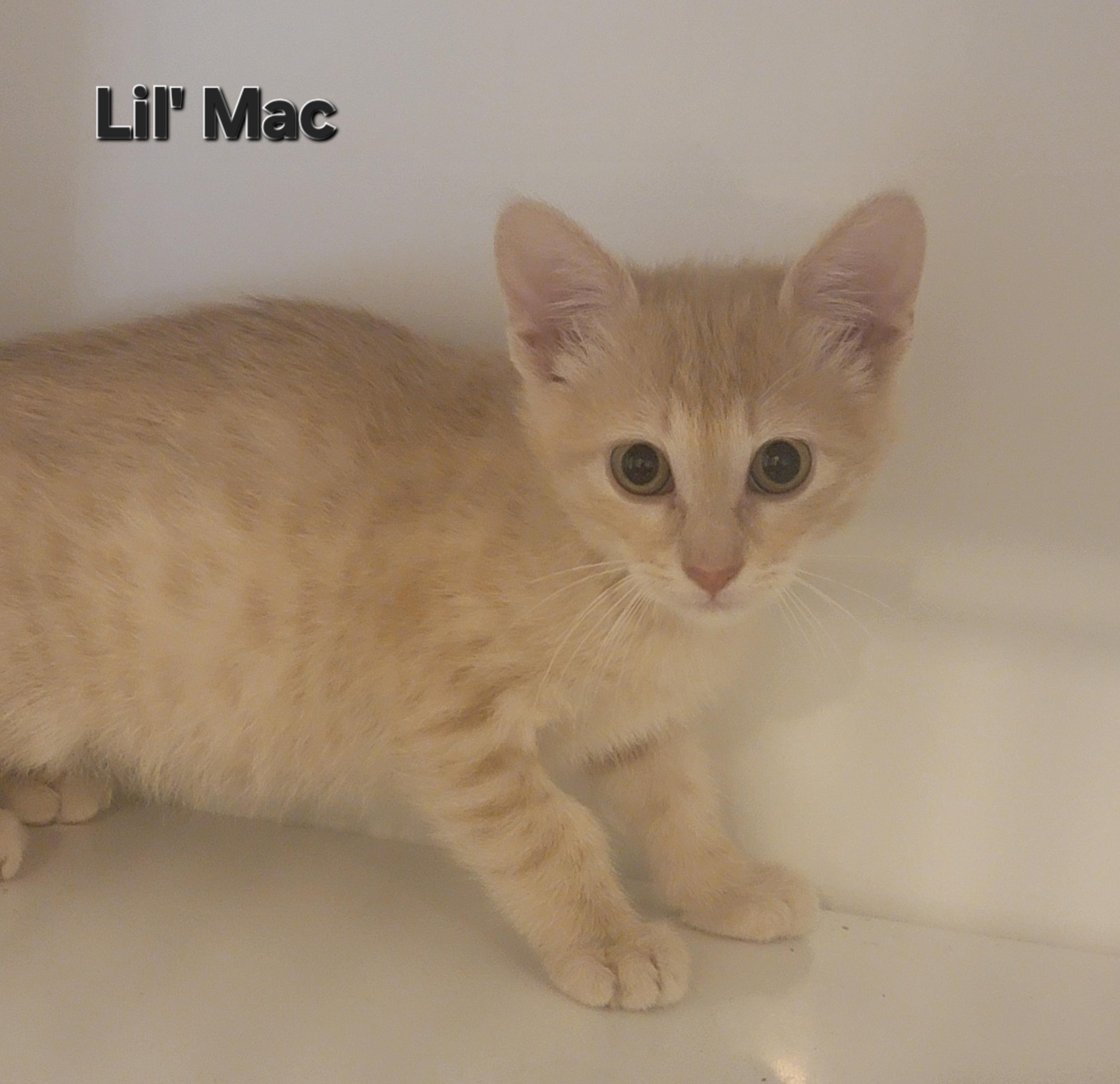 Lil' Mac 1