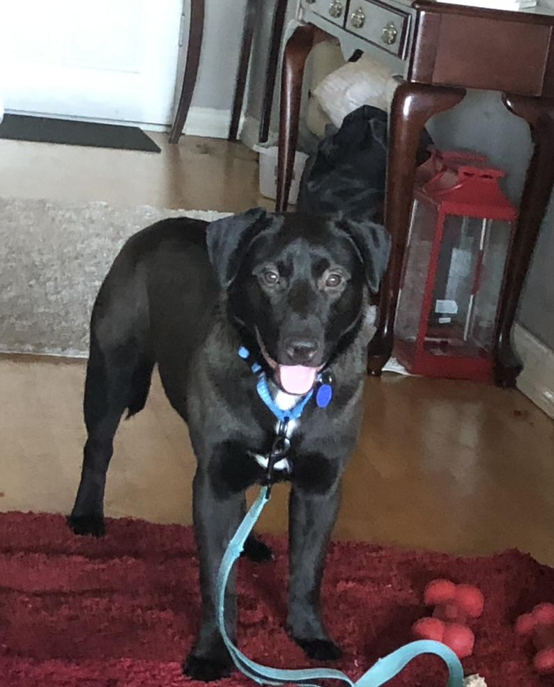 Enlarge Flint, a ADOPTABLE mixed breed in Murrieta , CA image 1/3