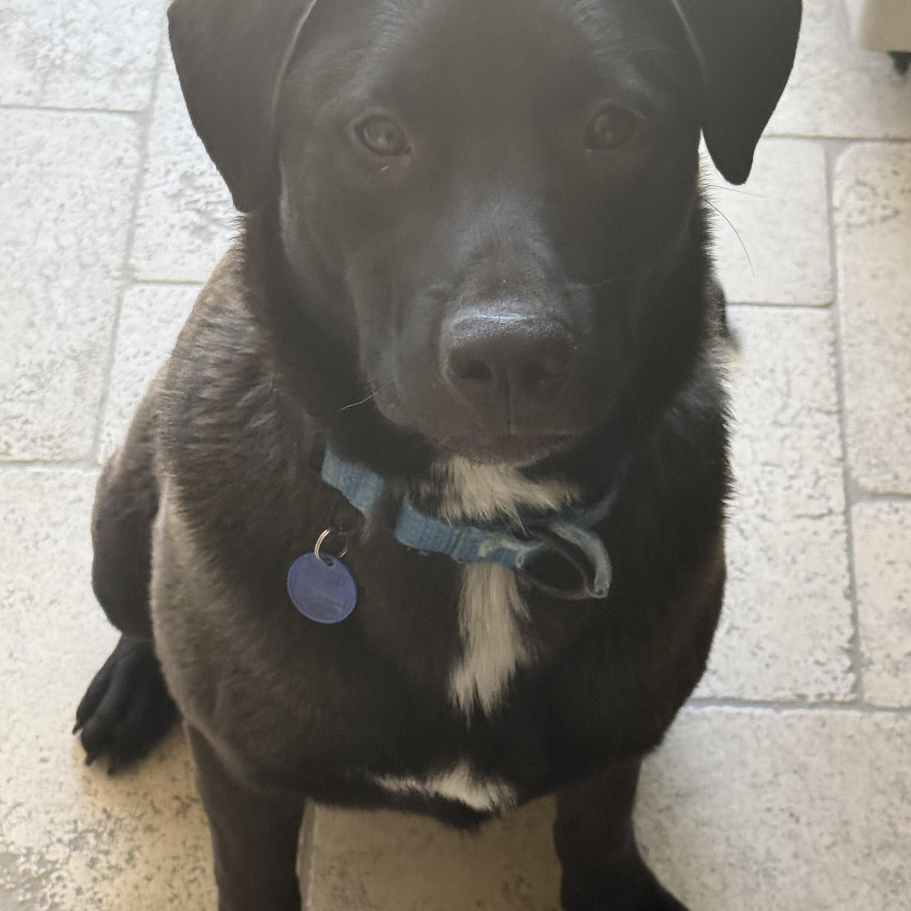 Flint, a ADOPTABLE mixed breed in Oceanside, CA image 1/5