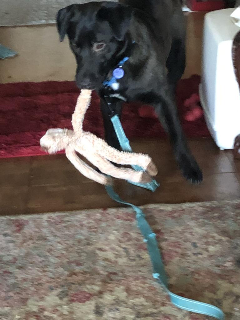 Enlarge Flint, a ADOPTABLE mixed breed in Murrieta , CA image 3/3