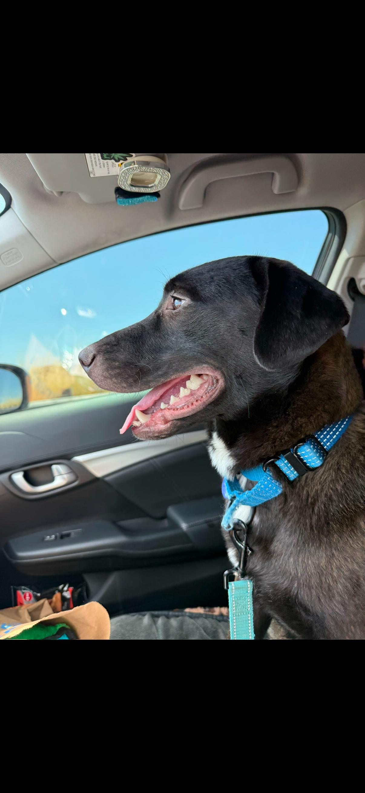 Flint, a ADOPTABLE mixed breed in Oceanside, CA image 5/5