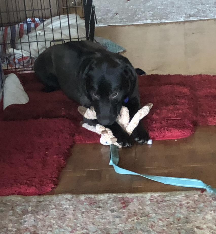 Enlarge Flint, a ADOPTABLE mixed breed in Murrieta , CA image 2/3