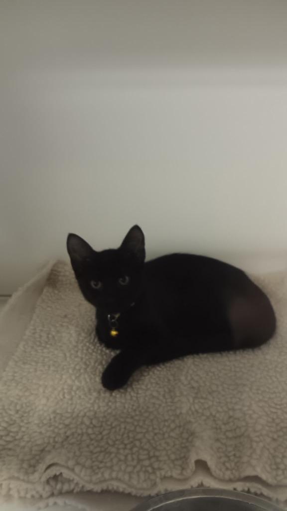 Raphael, Adoptable, Kitten Male Domestic Short Hair.