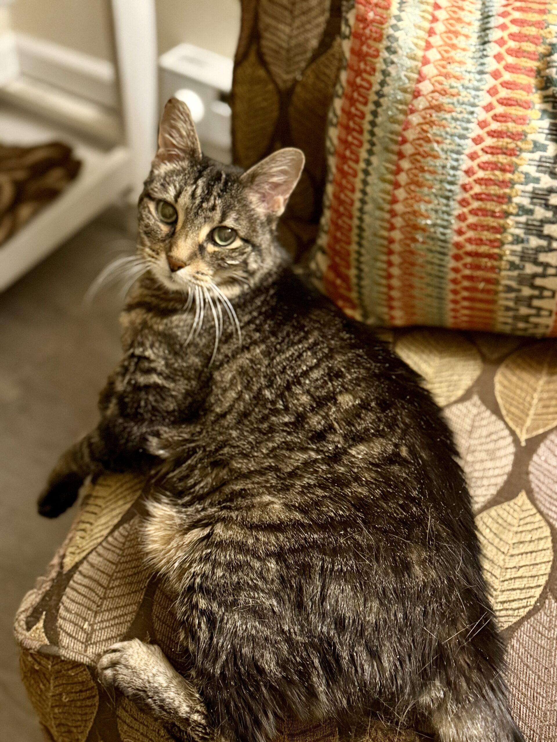 Kathy, an adoptable Domestic Short Hair in Manitou Springs, CO, 80829 | Photo Image 3