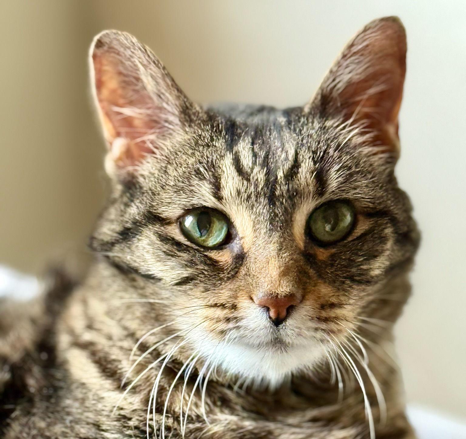 Kathy, Adoptable, Senior Female Domestic Short Hair.