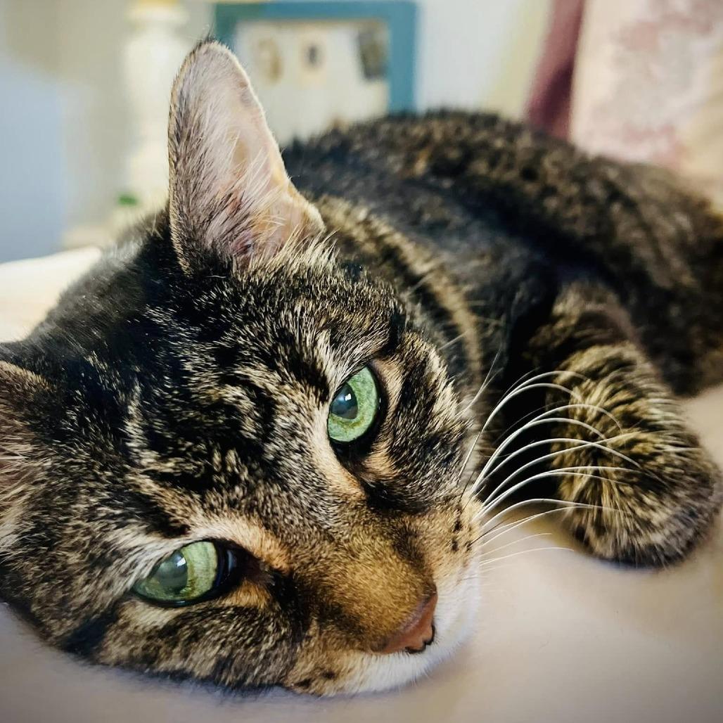 Kathy, an adoptable Domestic Short Hair in Manitou Springs, CO, 80829 | Photo Image 5