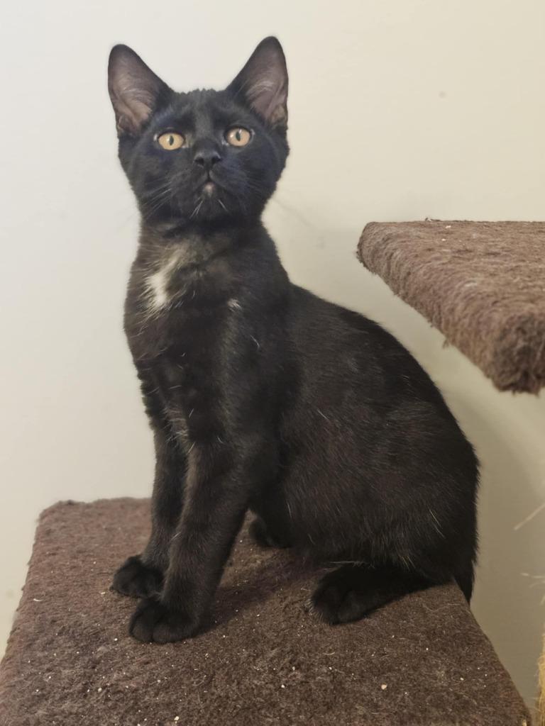 Enlarge Dino, a Adoptable mixed breed in Sprakers, NY image 1/2