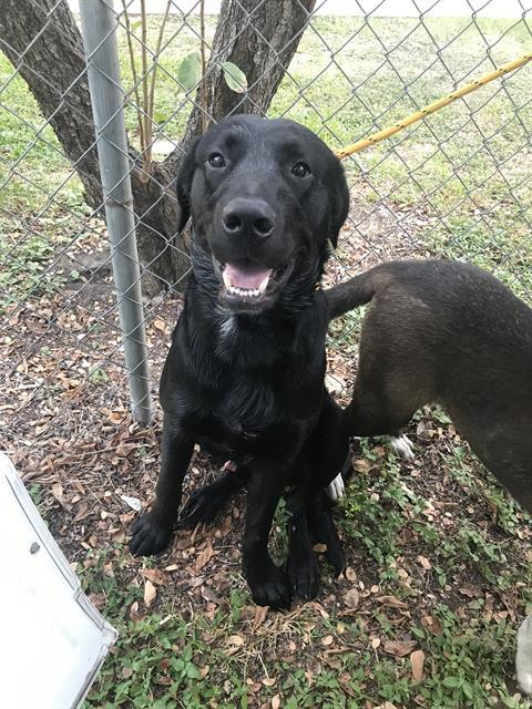 HANK — thumbnail 2