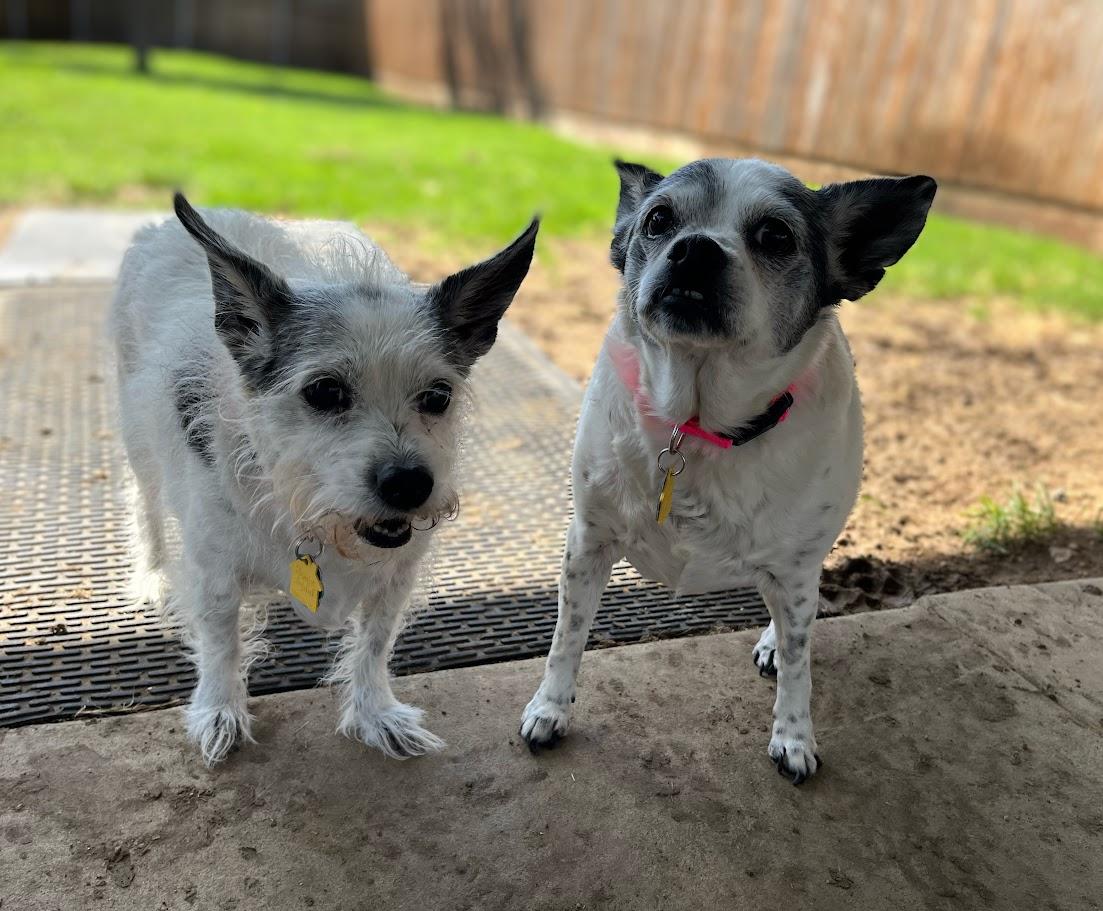 Enlarge Secret* A212110, a Adoptable mixed breed in Plano, TX image 2/6