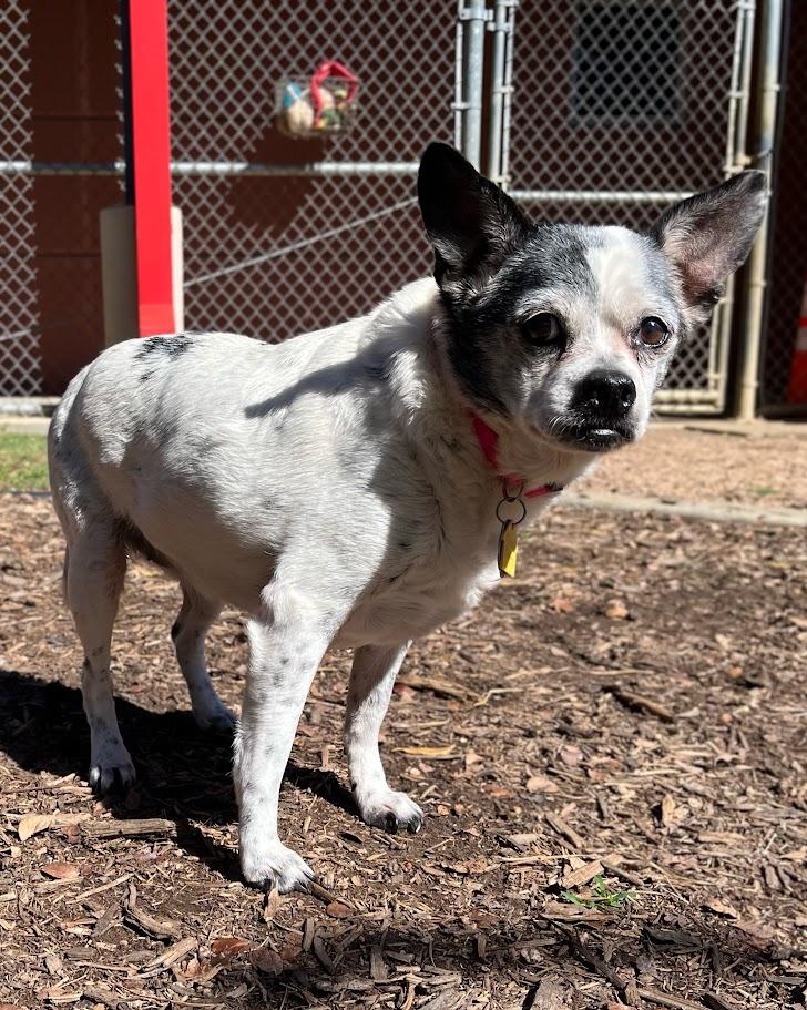 Enlarge Secret* A212110, a Adoptable mixed breed in Plano, TX image 4/6