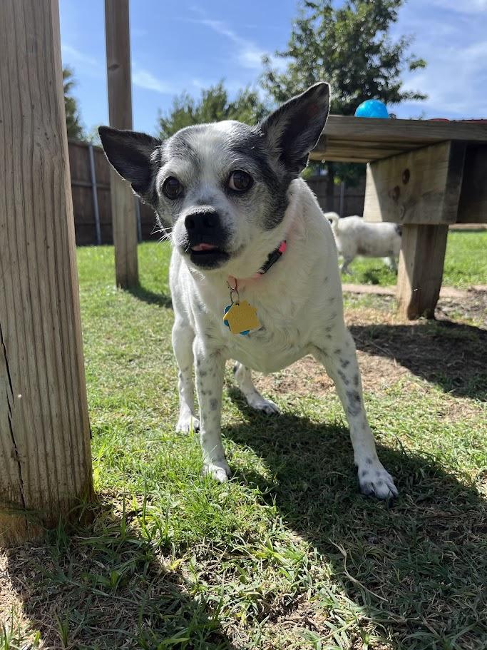 Enlarge Secret* A212110, a Adoptable mixed breed in Plano, TX image 1/6