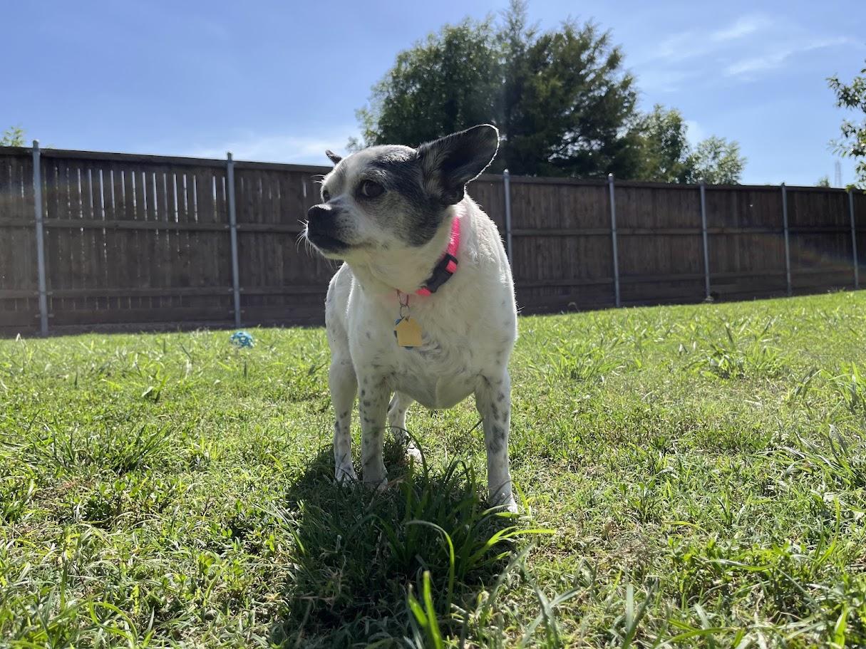 Enlarge Secret* A212110, a Adoptable mixed breed in Plano, TX image 3/6