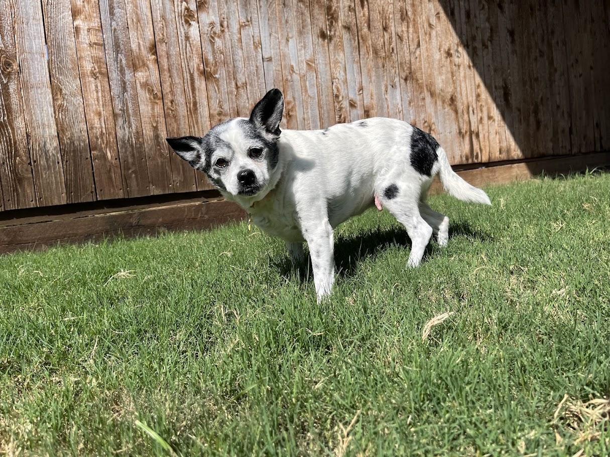 Enlarge Secret* A212110, a Adoptable mixed breed in Plano, TX image 5/6