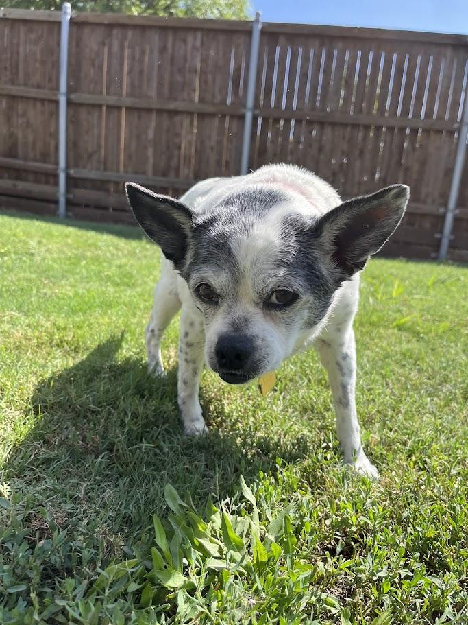 Enlarge Secret* A212110, a Adoptable mixed breed in Plano, TX image 6/6