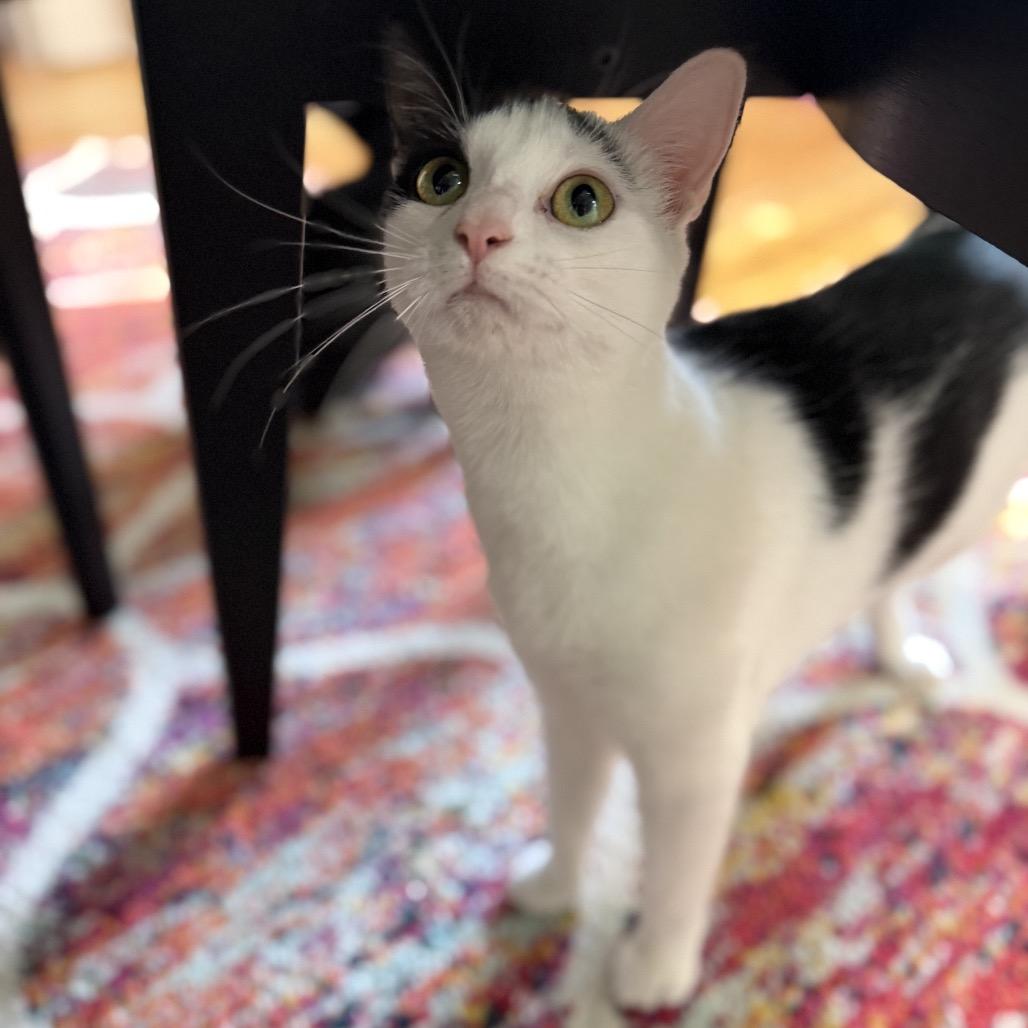 Enlarge Pixel, a Adoptable American Shorthair in Granville, OH image 1/6