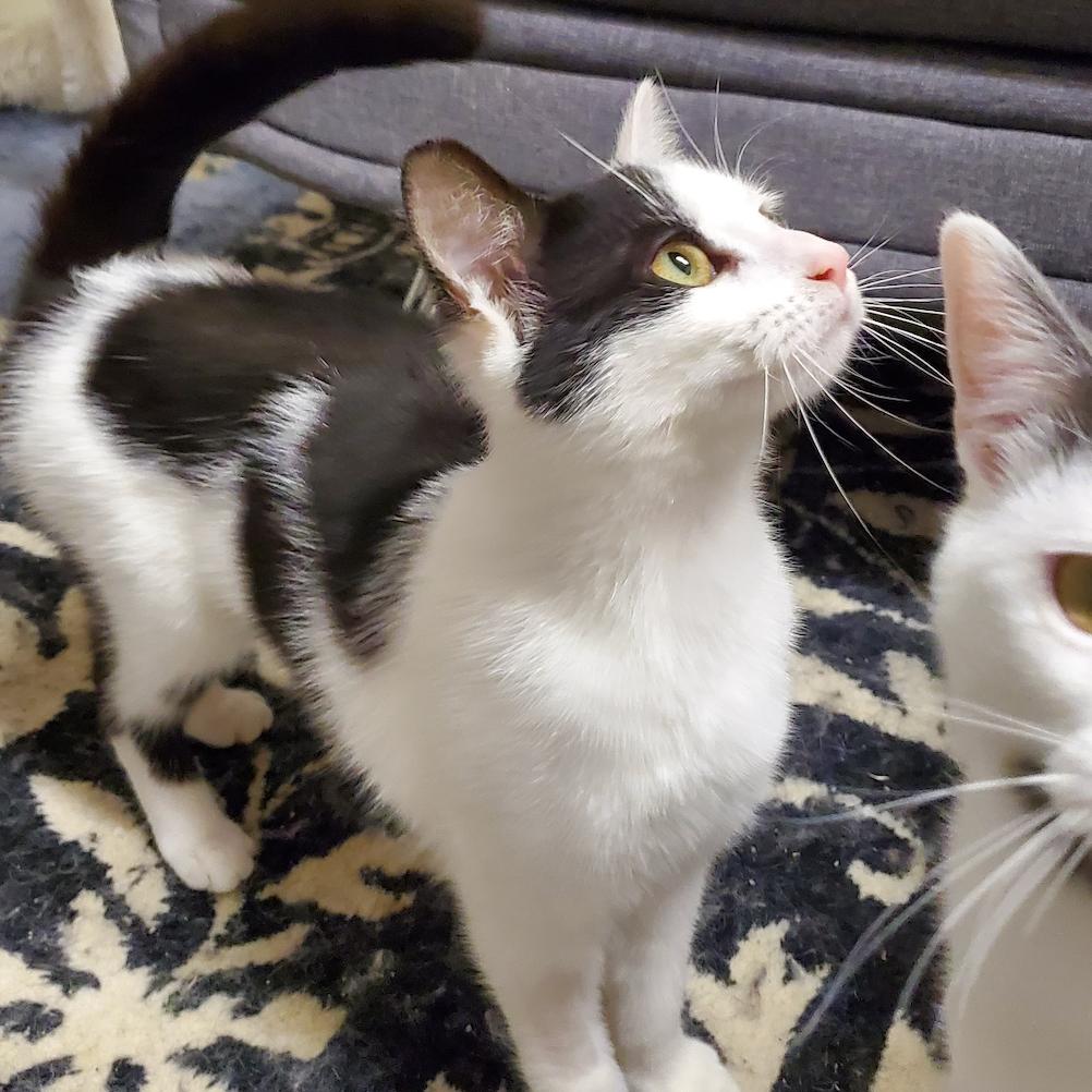 Pixel, Adoptable, Young Female American Shorthair.