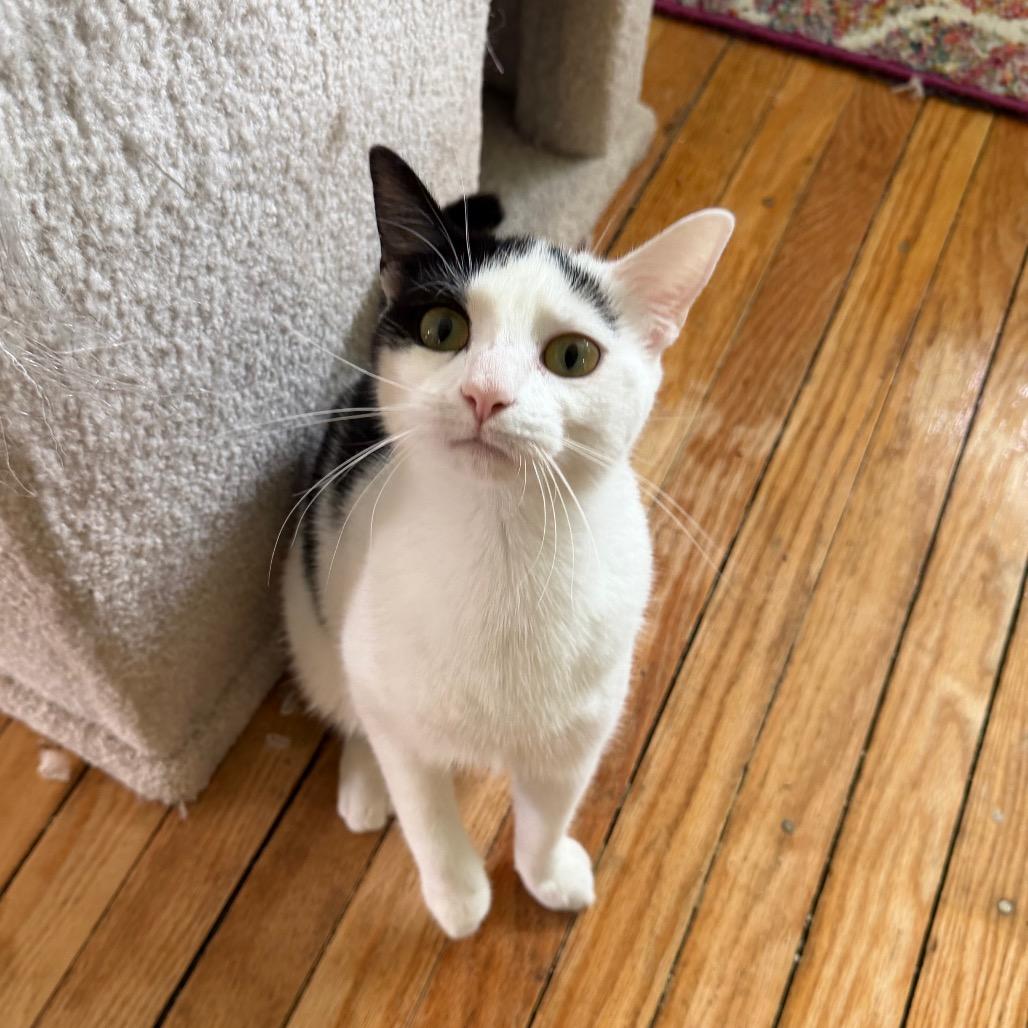 Enlarge Pixel, a Adoptable American Shorthair in Granville, OH image 2/4