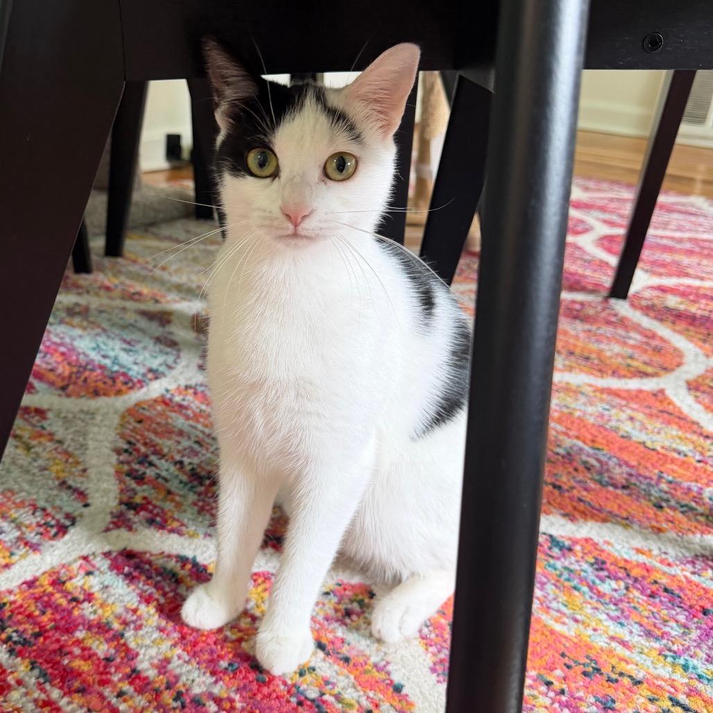 Enlarge Pixel, a Adoptable American Shorthair in Granville, OH image 3/4