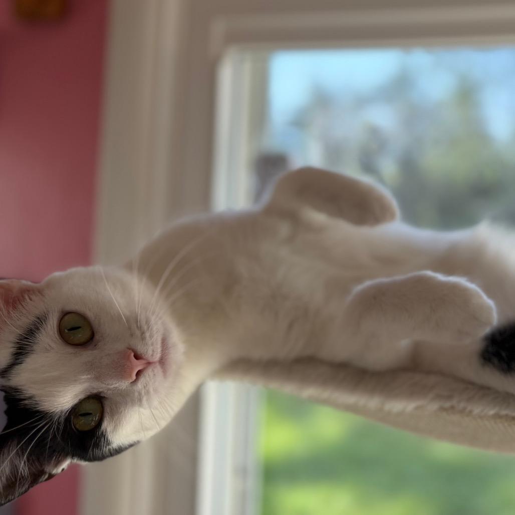 Pixel, a Adoptable American Shorthair in Granville, OH image 5/5