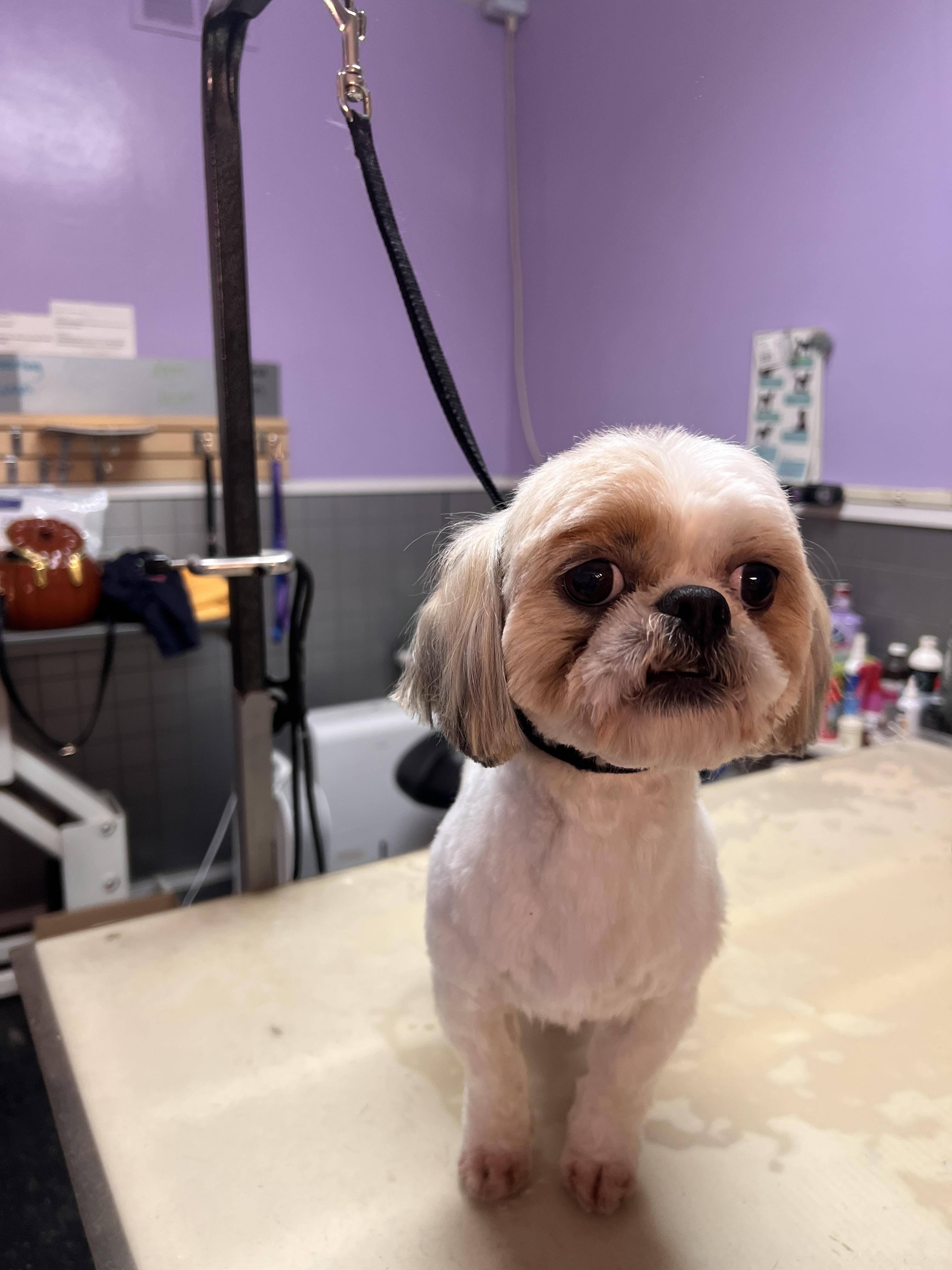 Enlarge chico, a ADOPTABLE Shih Tzu in Greensboro, NC image 2/3