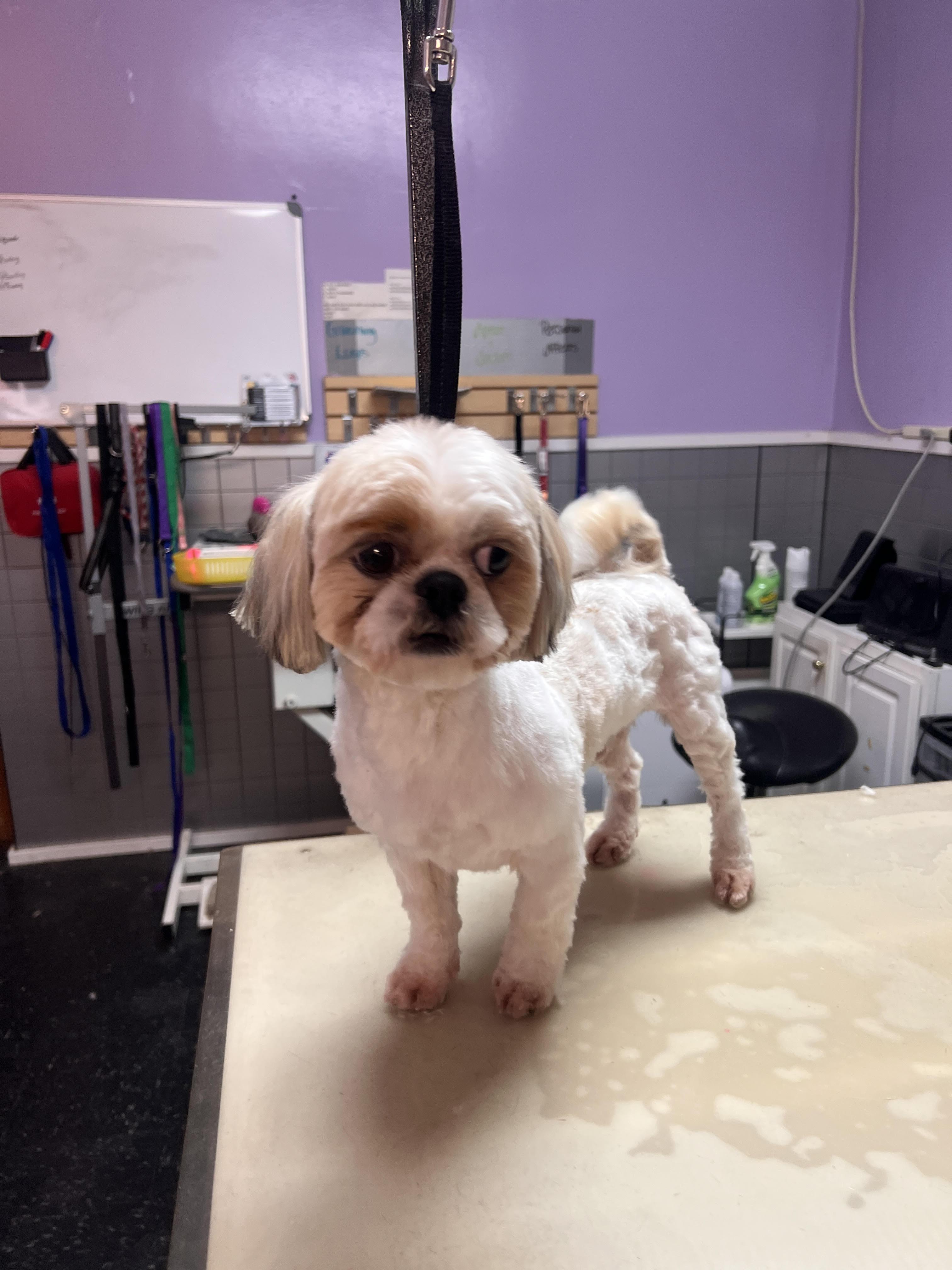 chico, ADOPTABLE, Young Male Shih Tzu.
