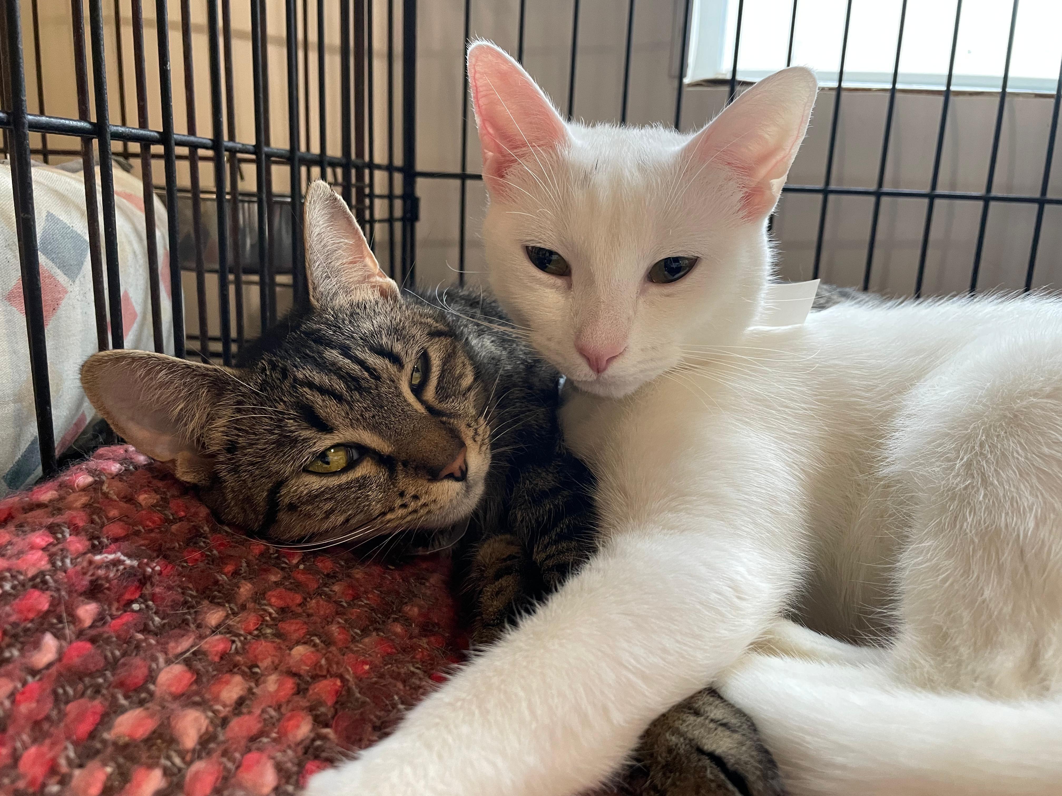 Enlarge Mia & Scoot, a ADOPTABLE Domestic Short Hair in South Ozone Park, NY image 2/6