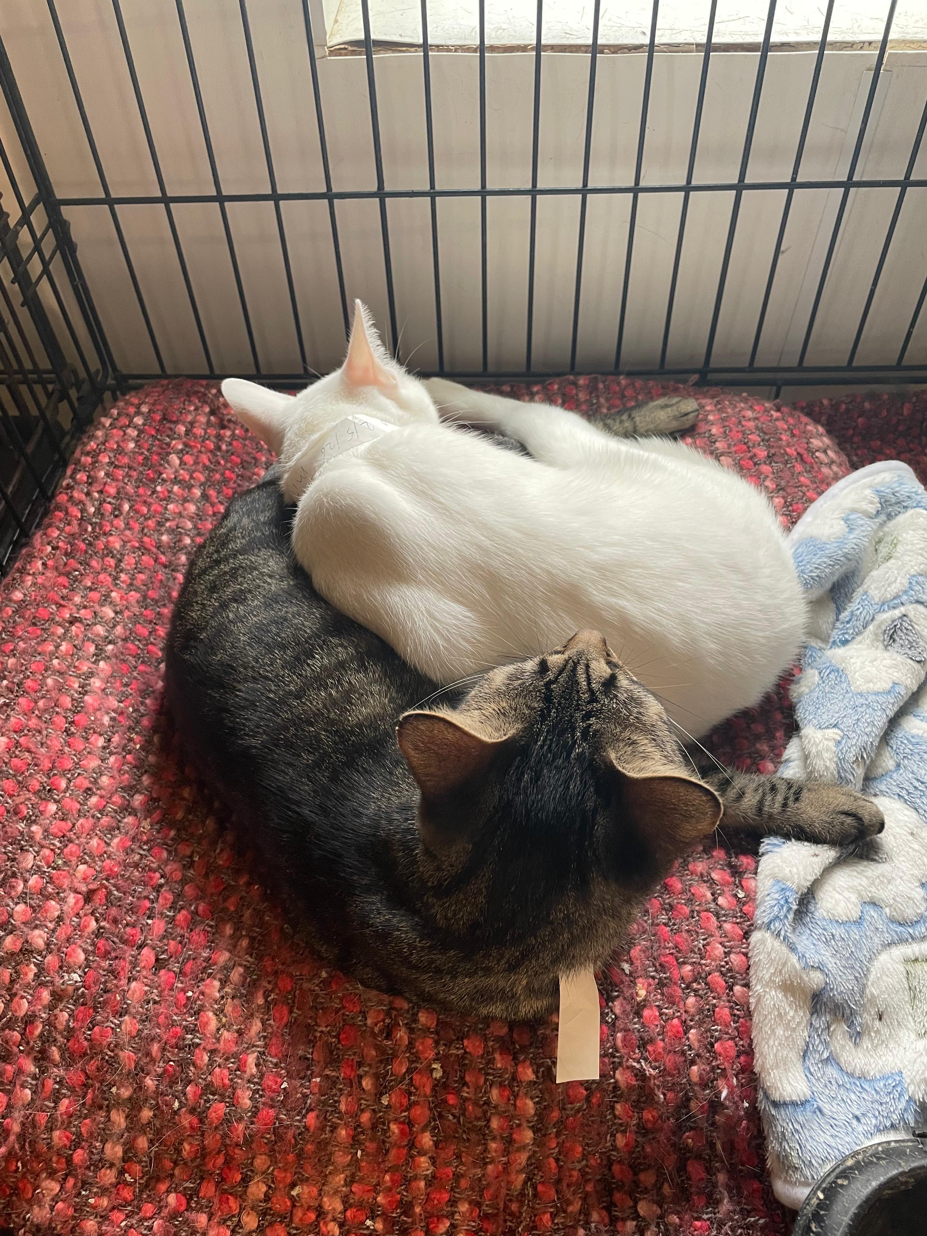 Enlarge Mia & Scoot, a ADOPTABLE Domestic Short Hair in South Ozone Park, NY image 3/6